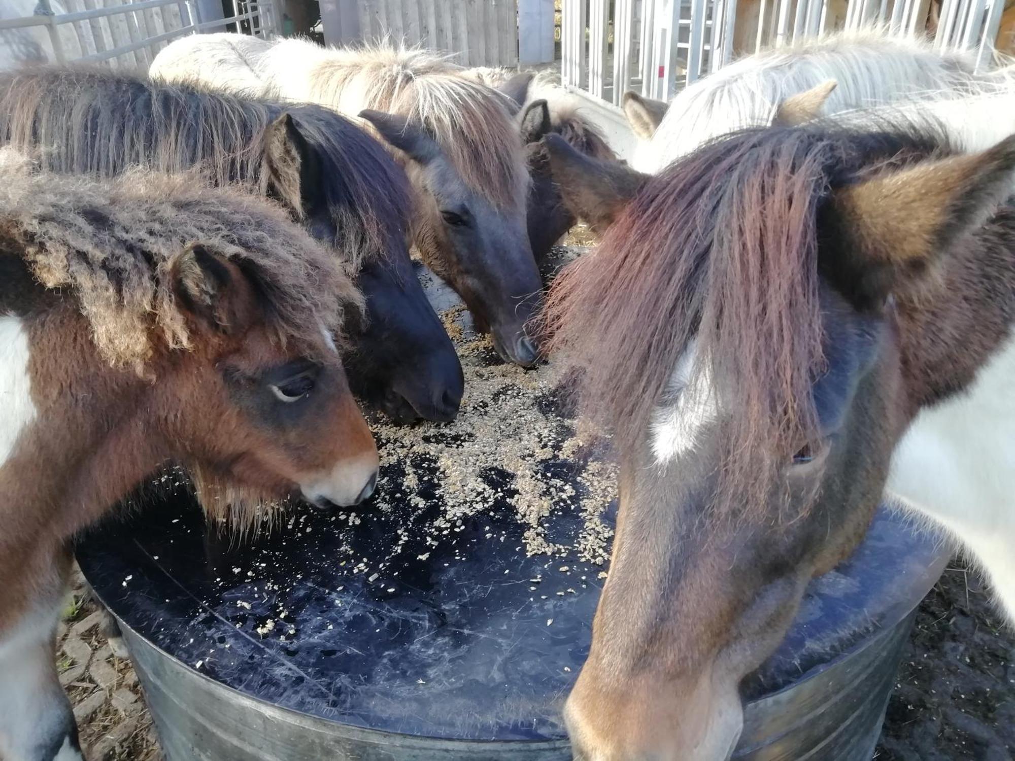 Eschlkam Ponyhof Adam Urlaub Auf Dem Bauernhof 아파트 외부 사진